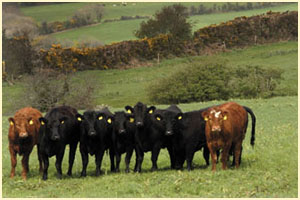 Ballyburden Meat Processors